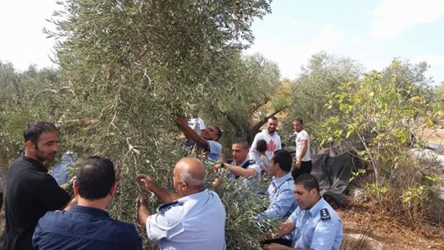 بالصور..الشرطة تشارك المواطنين قطف الزيتون في بلدة السيلة الحارثية غرب جنين