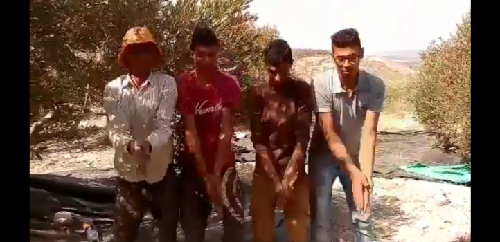 شاهد.."الدحية" الفلسطينية تصل موسم الزيتون
