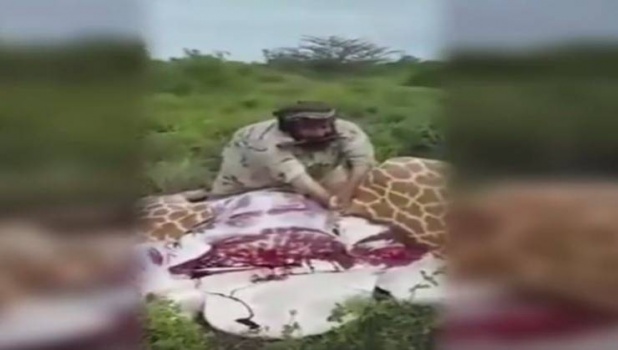 فيديو| ماهي قصة السعودي الذي ذبح لضيوفه زرافة ؟