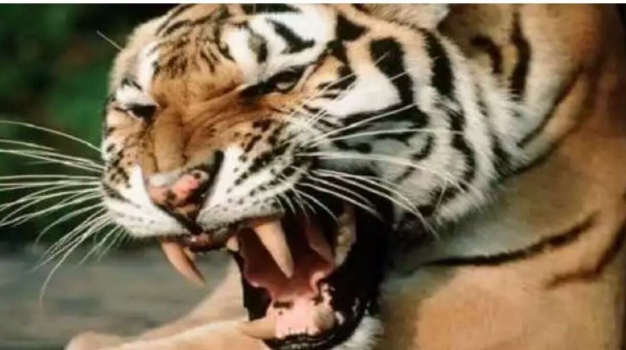 فيديو مرعب لنمر يهاجم فتاة في السعودية