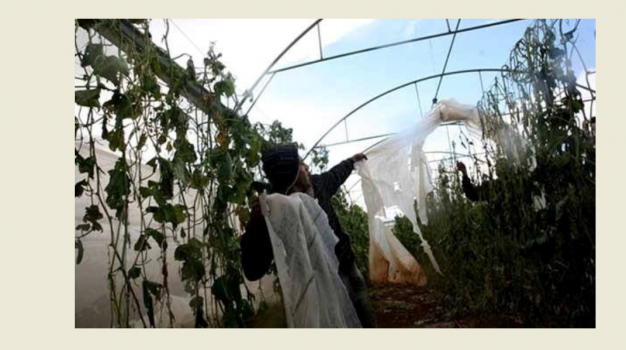 خسائر مالية فادحة تلحق بالقطاع الزراعي في جنين نتيجة المنخفض الجوي