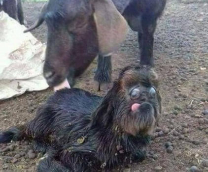بالصور..ماعز تضع حملا غريبا في الأردن