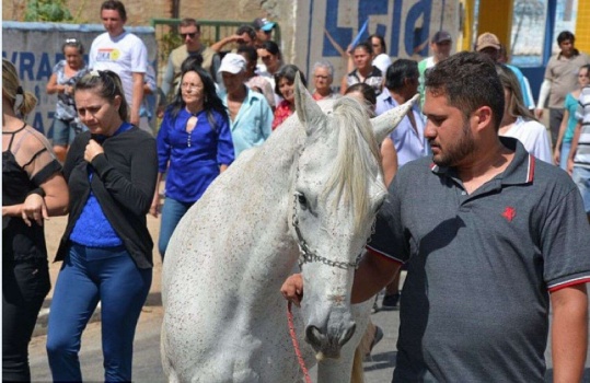 هذا الحصان أبكى الجميع بعد أن .. !!