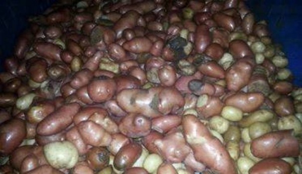 ضبط طن من البطاطا الفاسدة في الخليل
