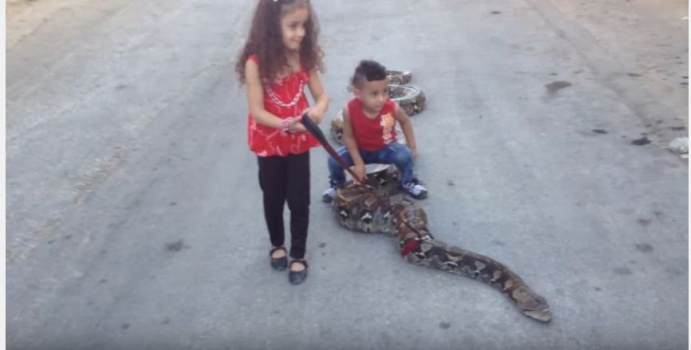 شاهد بالفيديو: أطفال فلسطينيون يلعبون مع افعى عملاقة بطول 6 أمتار !
