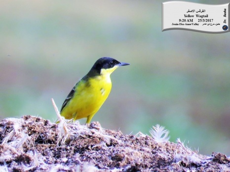 بالصور..توثيق العشرات من طائر القرقس الأصفر في مرج ابن عامر
