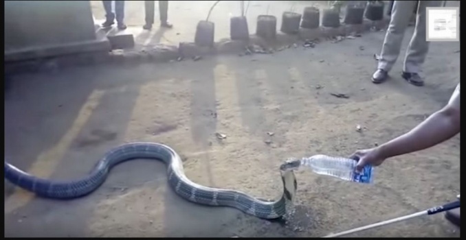 فيديو: ثعبان كوبرا بطول 12 قدم يتحول لحيوان اليف بسبب العطش!