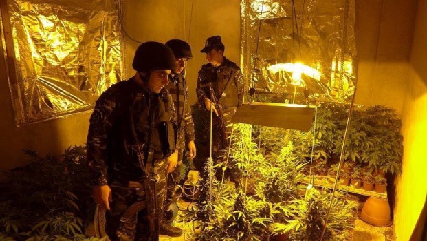 بالصور: ضبط 2000 شتلة ماريجوانا  مهجنة بمستنبت داخل منزل ببلدة بيت امر