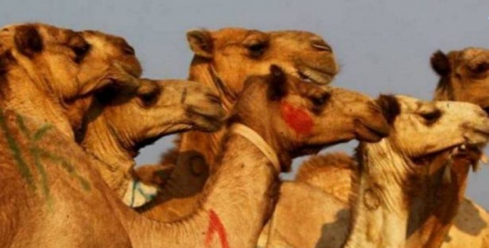 31 مليون دولار لأجمل جمل