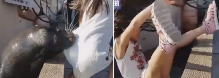 فيديو مروع| شاهد لحظة خطف أسد البحر لطفلة صغيرة.. وهذا ما فعله والدها!
