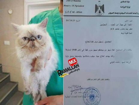 بعد إصابتها بكسر بالفك..نقل "قطة" من غزة للعلاج في إسرائيل بسيارة اسعاف خاصة!!!