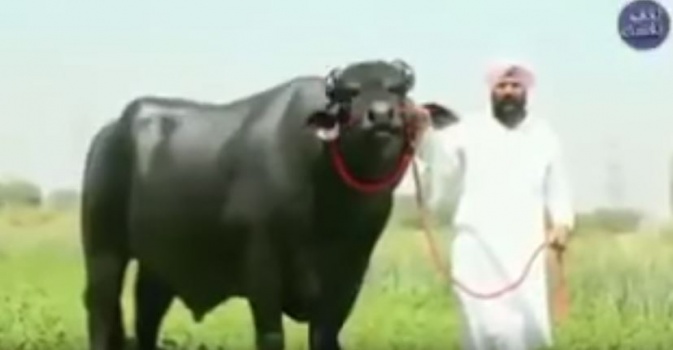 بالفيديو: شاهد ثور قيمته أكثر من مليوني ونصف مليون جنيه استرليني.. فهل سيجد من يشتريه؟