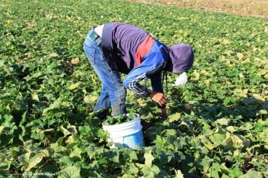 "خيار" مرج ابن عامر.. وفرة الانتاج وندرة العاملين