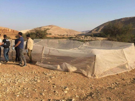 بالصور: الشرطة والاستخبارات العسكرية تضبطان 1260 شتلة ماريجوانا في اريحا