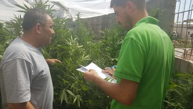 ضبط مشتل للمواد المخدرة في مدينة يطا