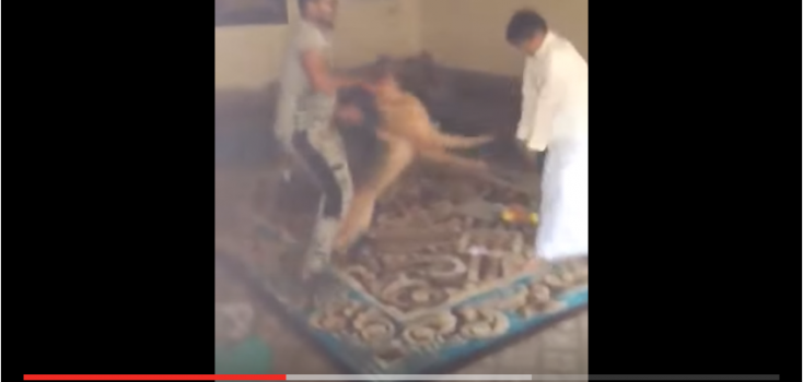 بالفيديو.. مازحوا صديقهم بكلبٍ بوليسي وهذا ما حصل بعد ذلك!