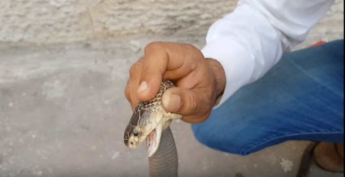 فيديو : جمال العمواسي يكشف ,, حجر جوهرة افعى الكوبرا هل هو حقيقي ام لا ؟