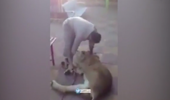 شاهد.. سعوديون يعذبون أسدا لهدف الضحك والسخرية !