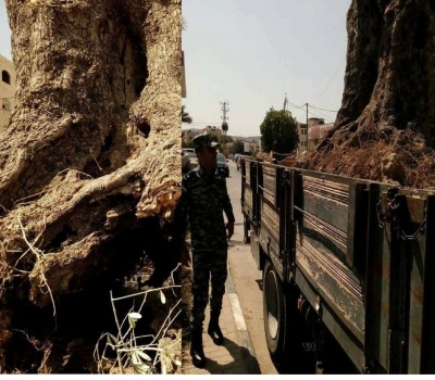 الضابطة الجمركية تحبط بيع زيتونة رومية في جنين
