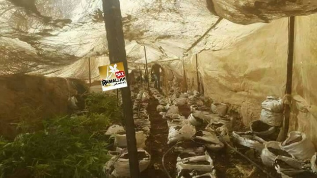 الاستخبارات العسكرية والشرطة يضبطان الف شتلة ماريخوانا داخل مشتل في منطقة حدودية باريحا