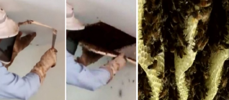 فيديو| سمعت أصواتاً غريبة في بيتها.. وما اكتشفته صادم!