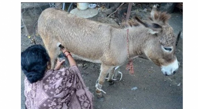 فيديو| في هذه الدّولة … زيادة الطلب على لبن الحمير للشفاء من الأمراض!