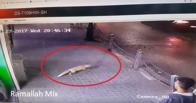 شاهد بالفيديو : ثعلب يقتحم احد المحلات التجارية في شارع ركب وسط رام الله