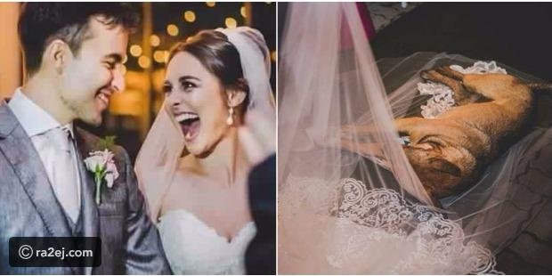 بالصور.. كلب يقتحم حفل زفاف ويغط في النوم على طرحة العروس