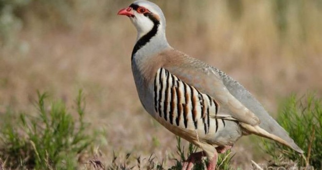 طائر الحجل الفلسطيني.. جمالٌ يكاد ينقرض
