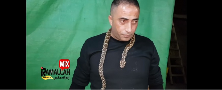 شاهد: خبير الأفاعي العمواسي ينفذ تجربة خطيرة مع افعى فلسطين السامة