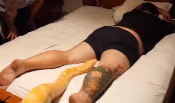 شاهد ردّة فعل رجل وجد ثعباناً ضخماً فوقه أثناء نومه!