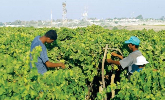 34 مليار دولار عجز في الأمن الغذائي العربي