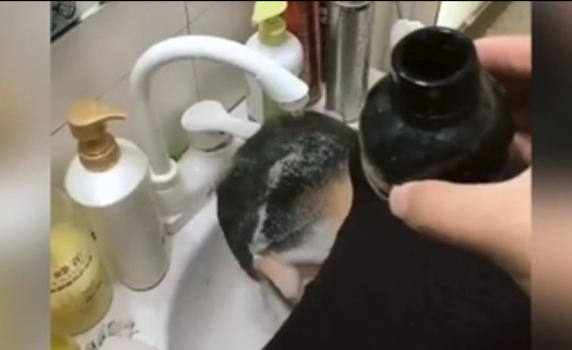 فيديو| وضعت مادة سوداء على رأسه .. وهذا ما حدث عندما نظر في المرآة!