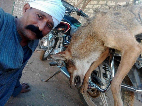 صور.. صعيدي هوايته صيد الذئاب والتقاط سيلفي بعد قتلها