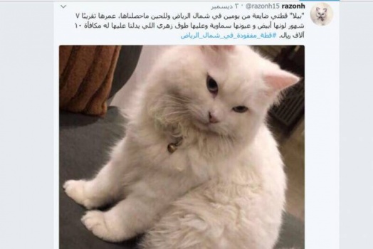 10 آلاف ريال مكافأة لمن يعثر على قطة ضاعت في الرياض!