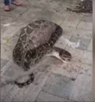 بالفيديو.. موت ثعبان أثناء محاولته هضم ماعز!