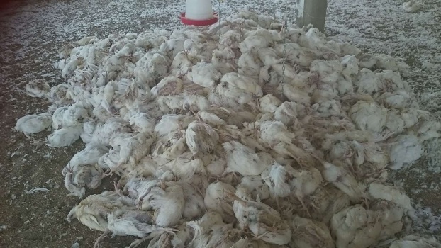 جمعية حماية المستهلك: نفوق أمهات الدواجن في جنين مشكلة تؤثر على الاقتصاد الوطني