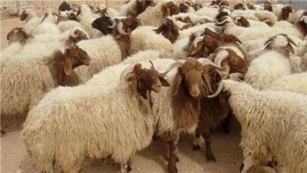 الشرطة تكشف ملابسات قضية سرقة 14رأس من الغنم
