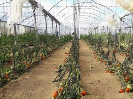 من يعوض خسائر مزارعي غزة جراء المنخفض؟