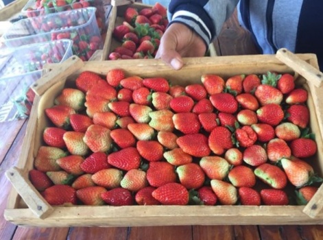 تصدير شحنة فراولة غزاوية الى الكويت لاول مرة