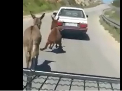 فيديو- اعتقال مواطن جر حمارا بسيارته