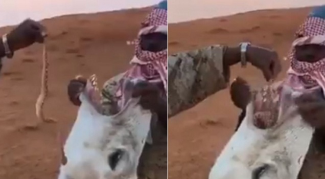 فيديو| رجلان يجبران جملاً على بلع أفعى حية ويشعلان غضب 'تويتر'!!