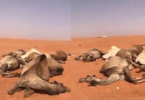 صاعقة رعدية قوية تقتل 11 جملاً بلحظة واحدة