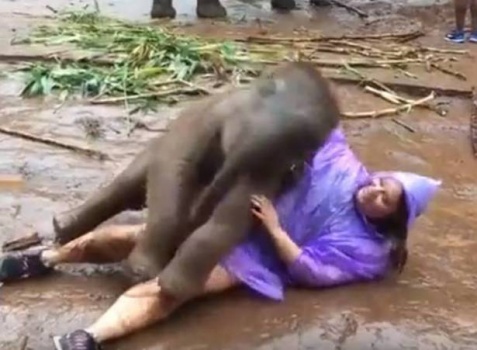 بالفيديو: سائحة تلفت نظر فيل صغير.. شاهدوا ماذا فعل!