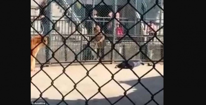 فيديو لأقوياء القلوب.. نمرٌ غاضب يفترس حارسه!