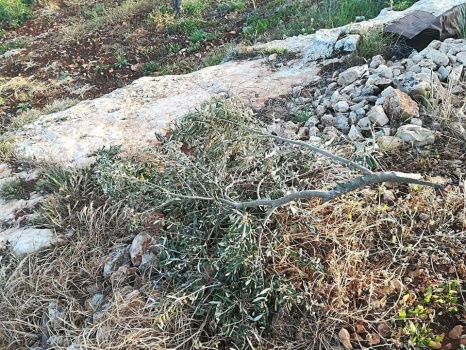 صور| مستوطنون يقطعون أشجار زيتون في بلدة روجيب بنابلس