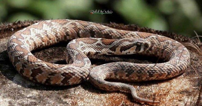 أفعى فلسطين المرقطة صاحبة ثالث أقوى سم في العالم