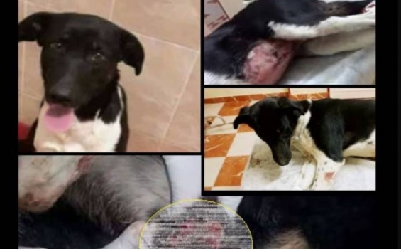 طبيب بيطري يستغل مهنته بأحقر طريقة ممكنة!