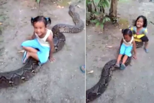 فيديو| طفلتان تركبان على ظهر أفعى عملاقة قادرة على ابتلاع انسان كامل!!