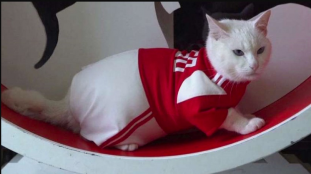 قط روسي يتنبأ بنتائج مباريات كأس العالم...هل سيصيب؟